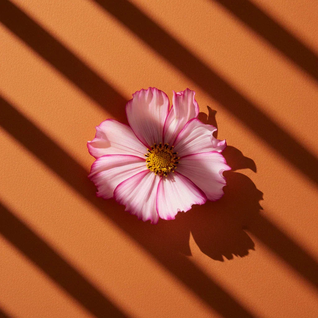 Pink geranium flower with yellow centre on a warm orange background with shadow stripes