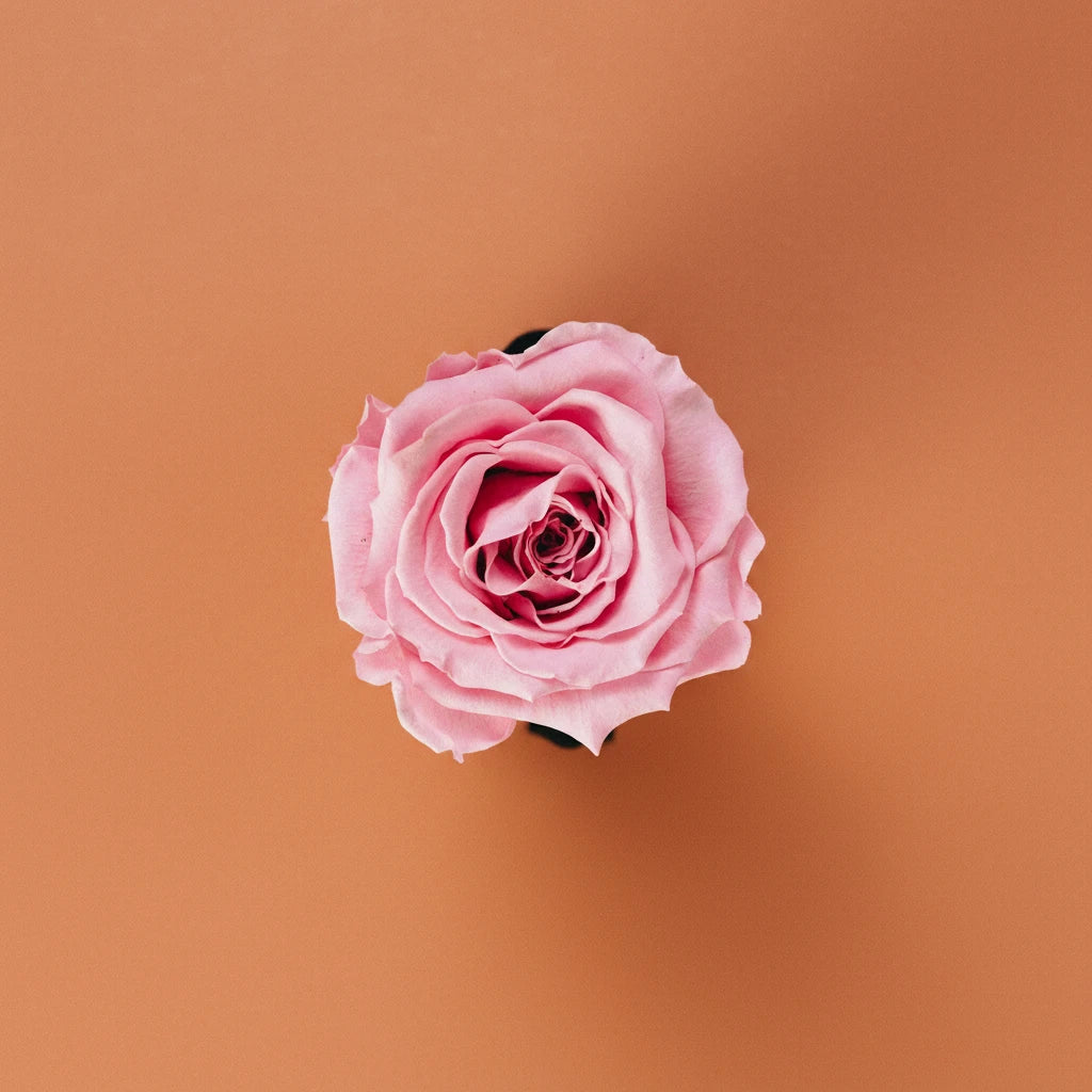 Rose Note — Timeless, Floral & Complex