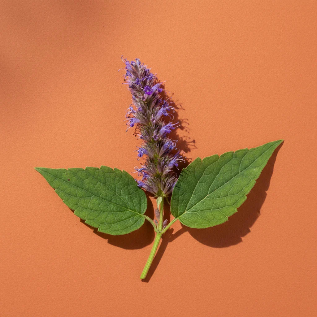 Patchouli Note — Velvety, Green and Earthy