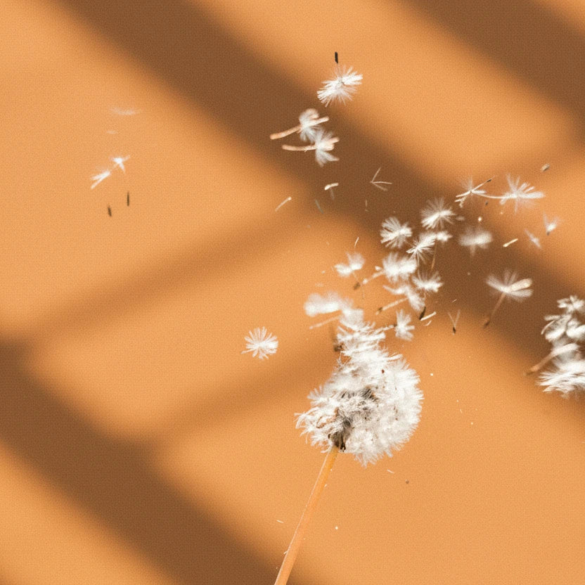 Dandelion against orange background representing hayfever and smell loss