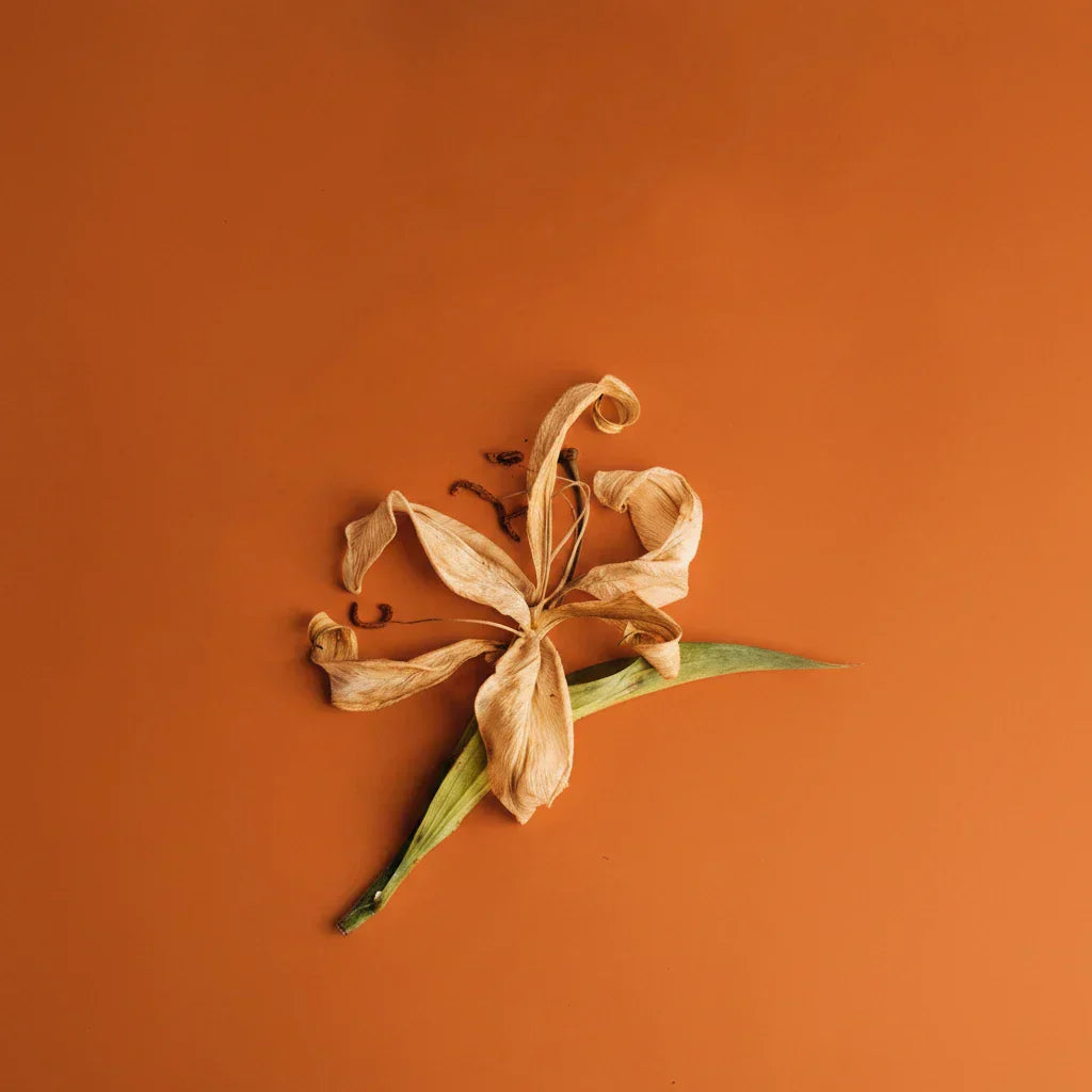 Vanilla Note — Enveloping, Sensual & Foundational