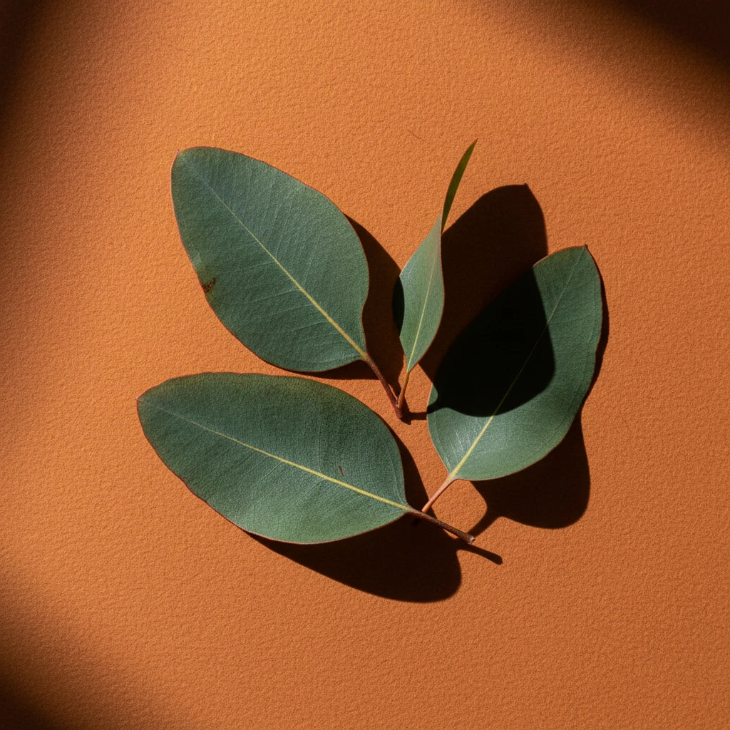 Eucalyptus leaves on an orange background — eucalyptus fragrance note spotlight
