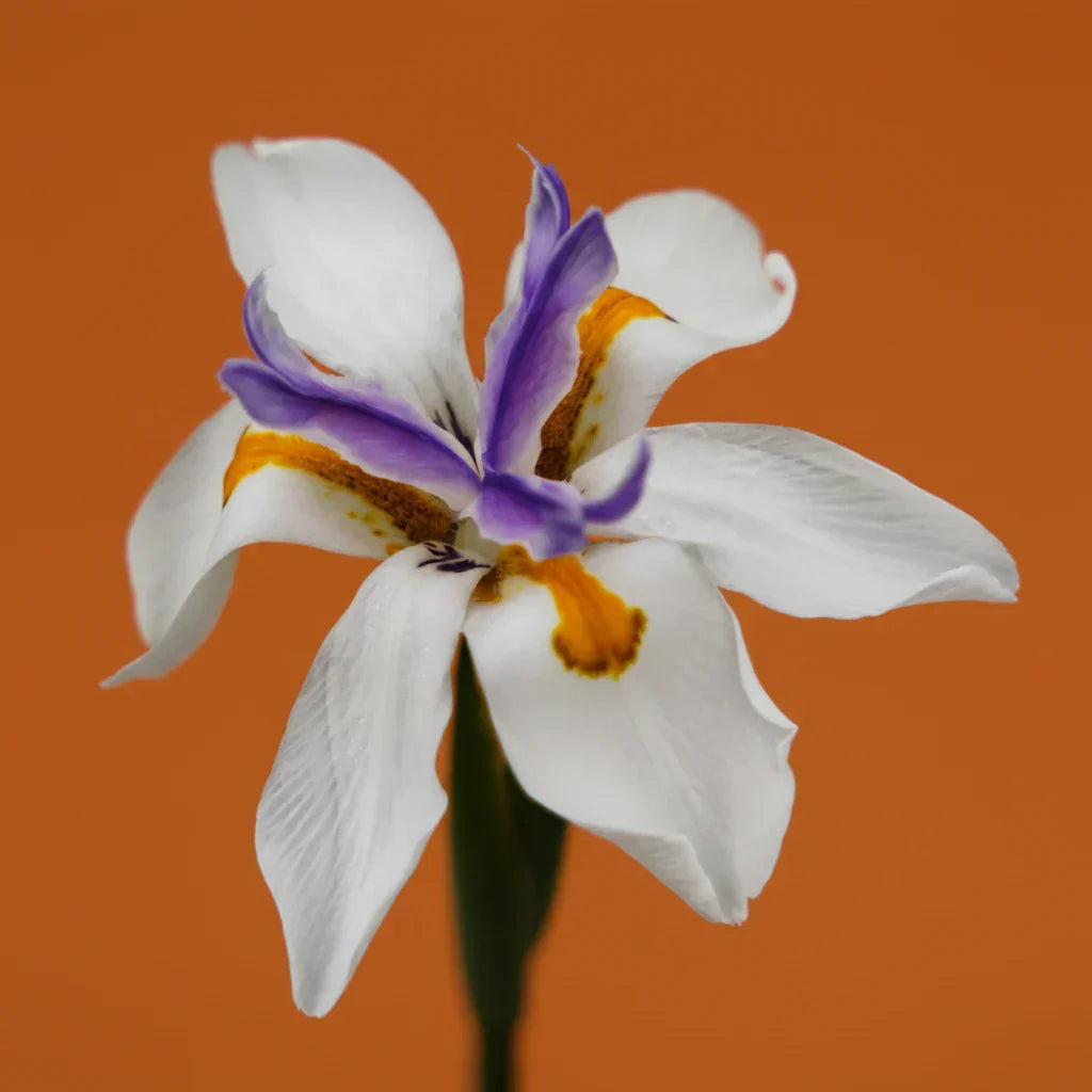 Iris Note — Earthy, Powdery & Rooty