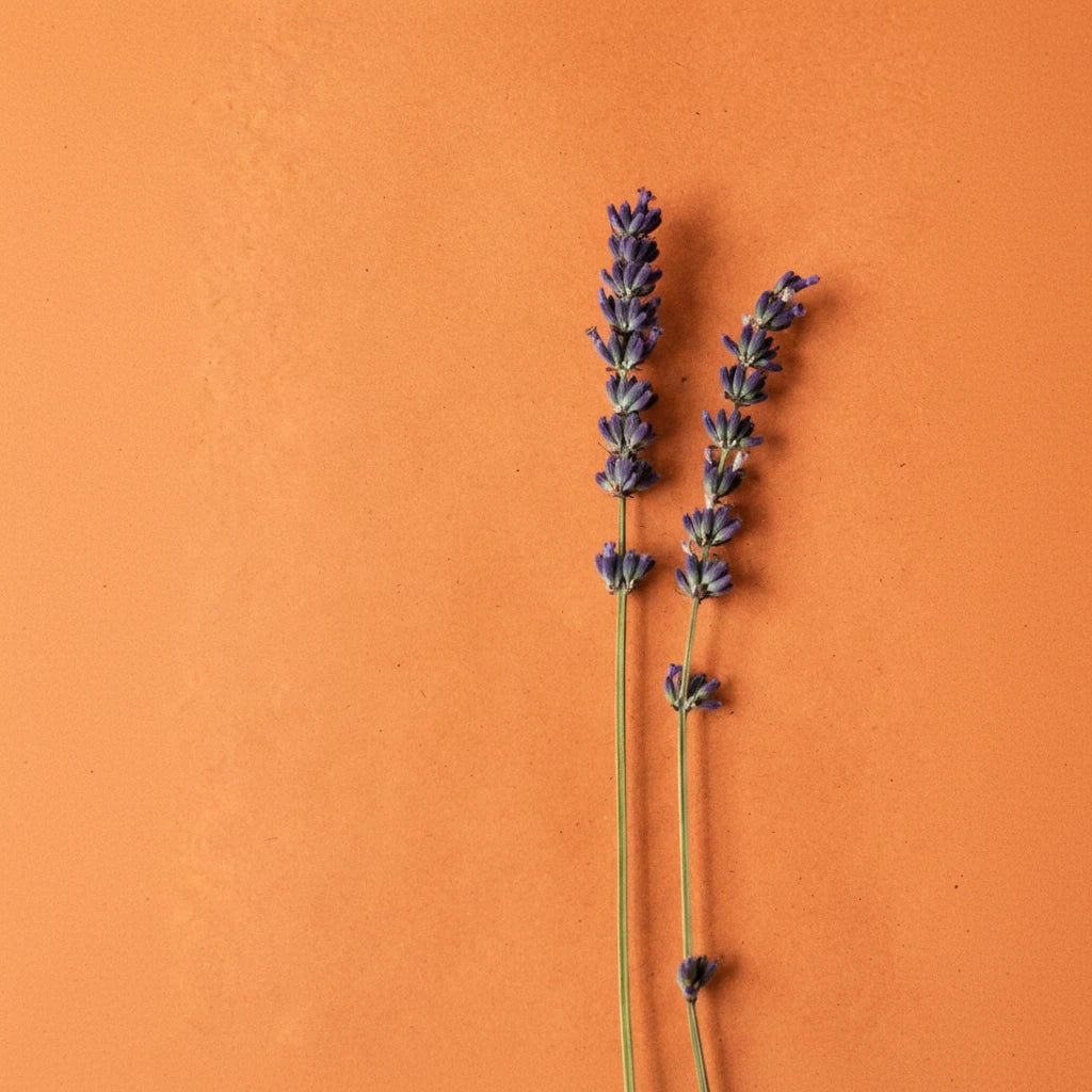 Lavender Note — Herbal, Aromatic & Clean