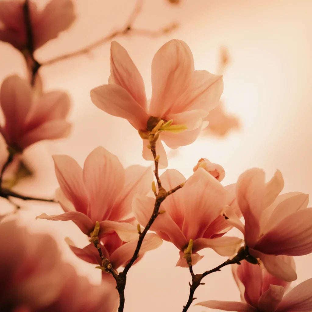 Magnolia flower on an orange background — magnolia fragrance note spotlight