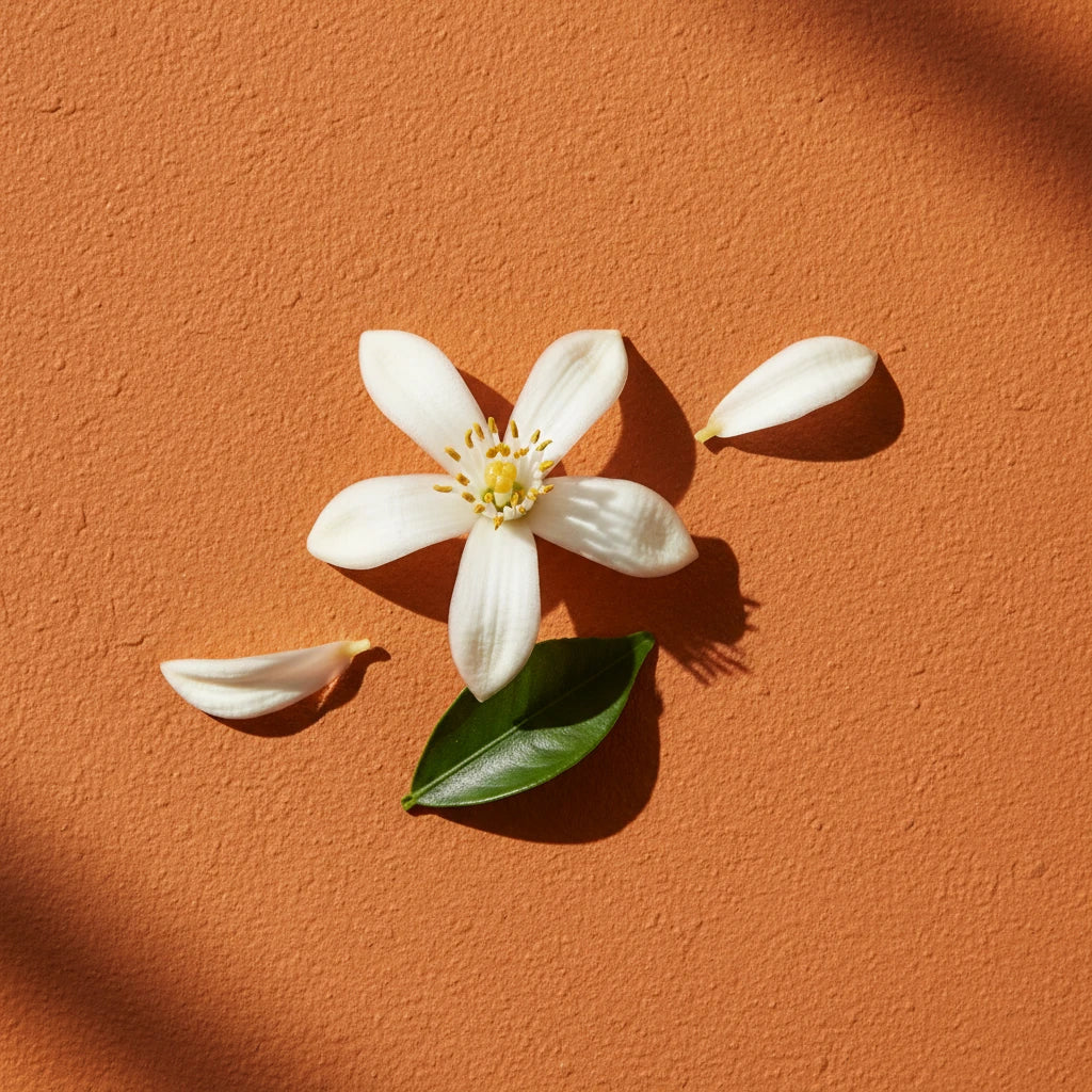 Neroli Note — Radiant, Composed & Endlessly Refined