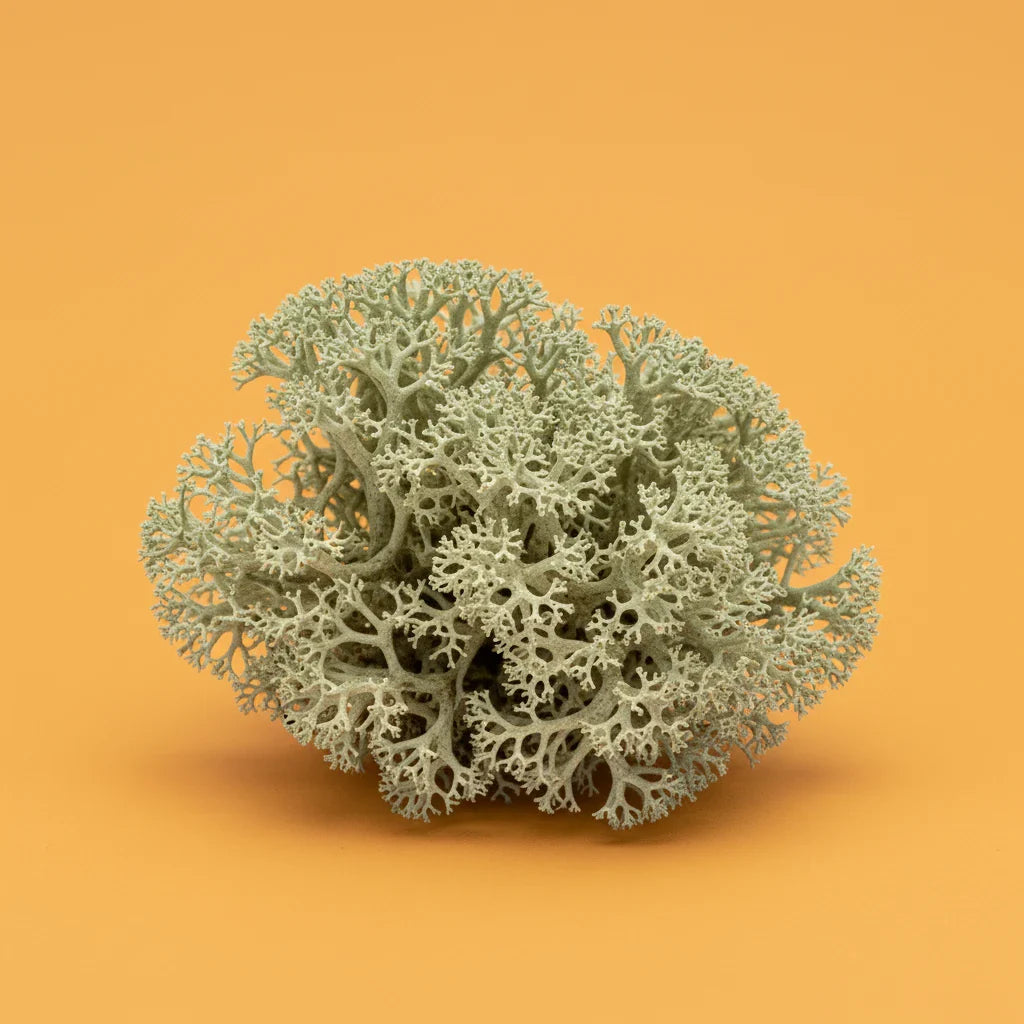 Reindeer Moss: Guide to Nature's Permanent Velvet