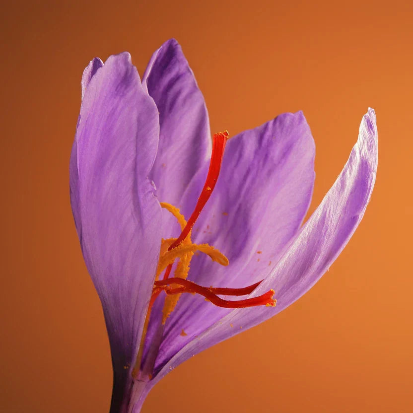 Vibrant saffron crocus stigmas against a warm orange gradient background