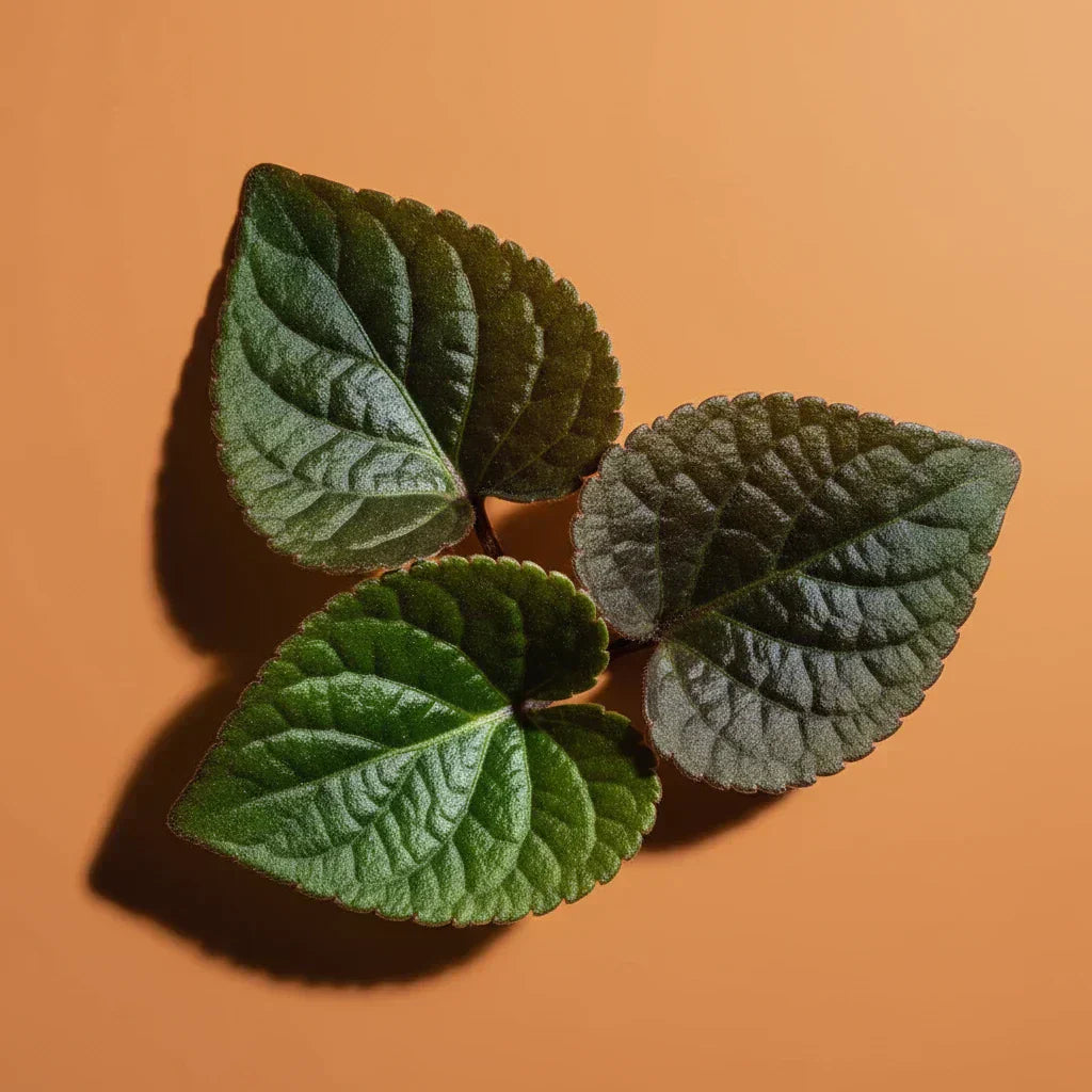 Fresh violet leaves on an orange background — fragrance note spotlight