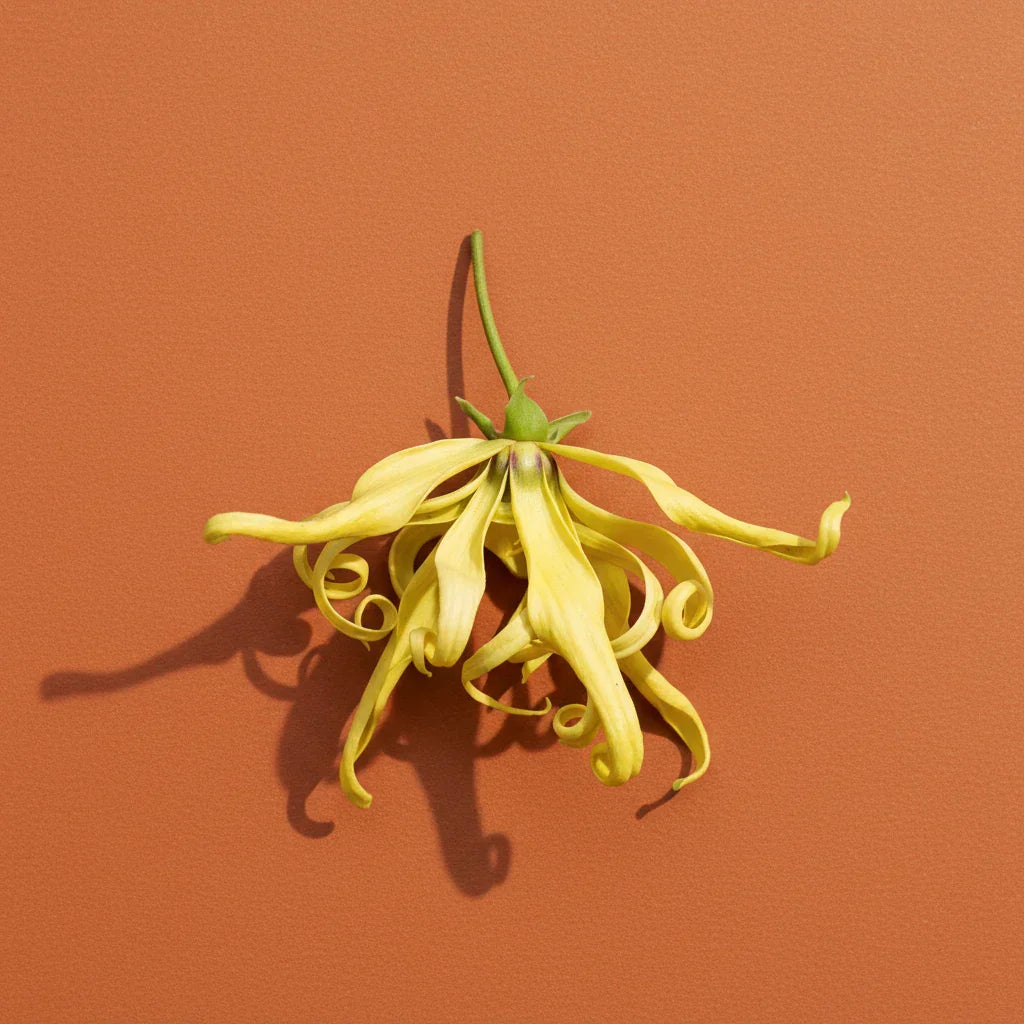 Ylang ylang flowers in a flat lay on an orange surface — ylang ylang fragrance note spotlight