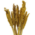 Cantal Grass Bunch - AmberCantal Grass BunchesHeart Notes