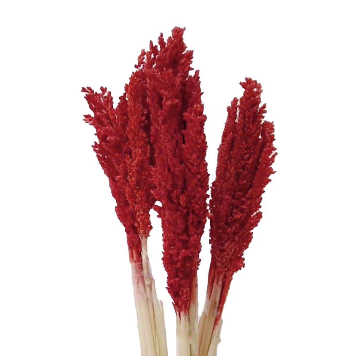 Cantal Grass Bunch - FireCantal Grass BunchesHeart Notes