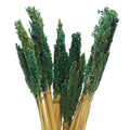 Cantal Grass Bunch - TealCantal Grass BunchesHeart Notes