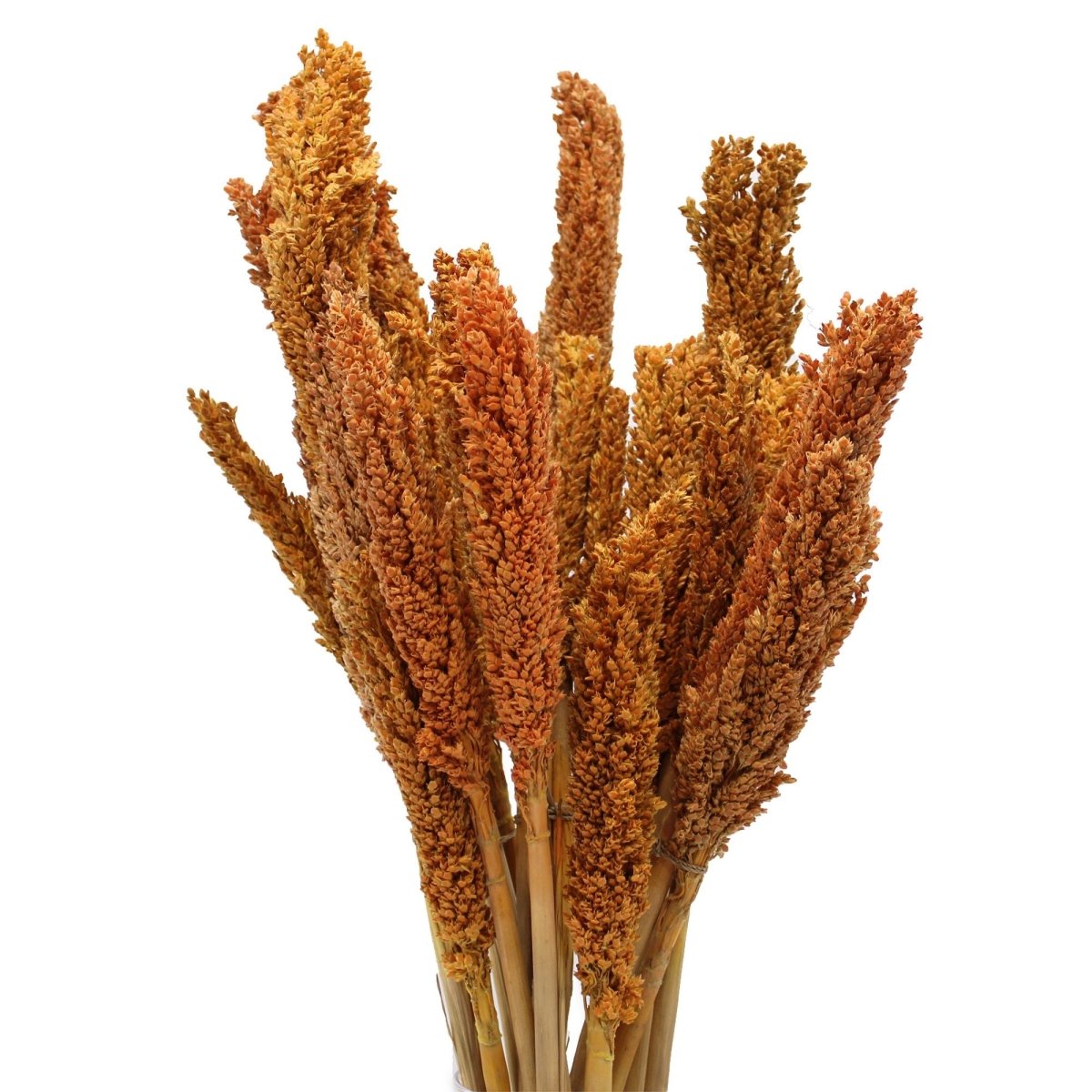 Cantal Grass Bunch - OrangeCantal Grass BunchesHeart Notes