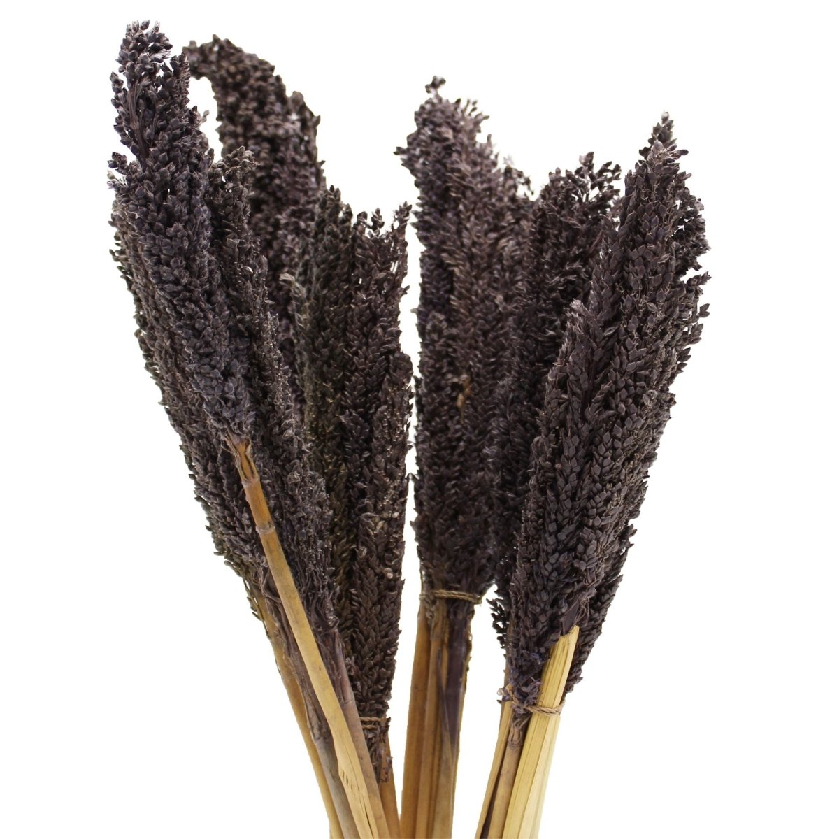 Cantal Grass Bunch - BlackCantal Grass BunchesHeart Notes