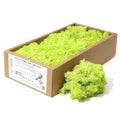 Decoration Reindeer Moss - Mint Green - (approx 500gm)Decorative Reindeer MossHeart Notes