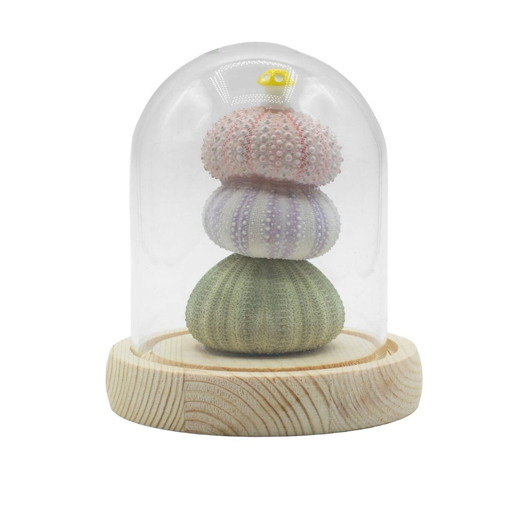 Floral Glow Garden Dome - 3 Sea Urchins - LED USBFloral Glow Garden DomeHeart Notes