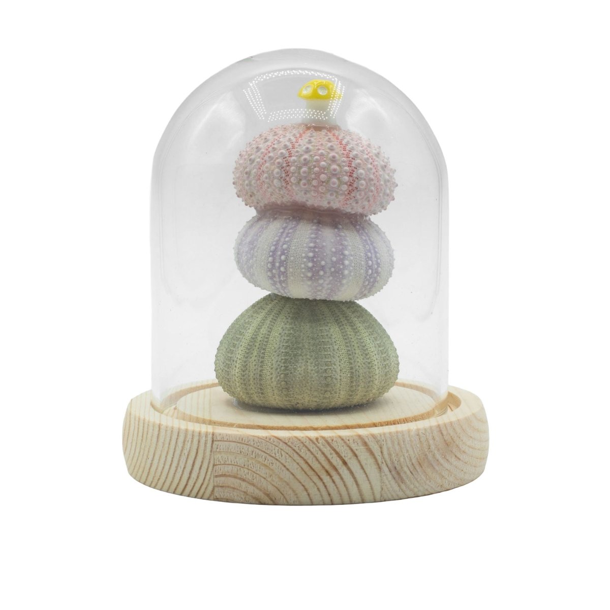 Floral Glow Garden Dome - 3 Sea Urchins - LED USBFloral Glow Garden DomeHeart Notes