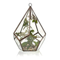 Glass Terrarium - Large PentagonGlass TerrariumsHeart Notes