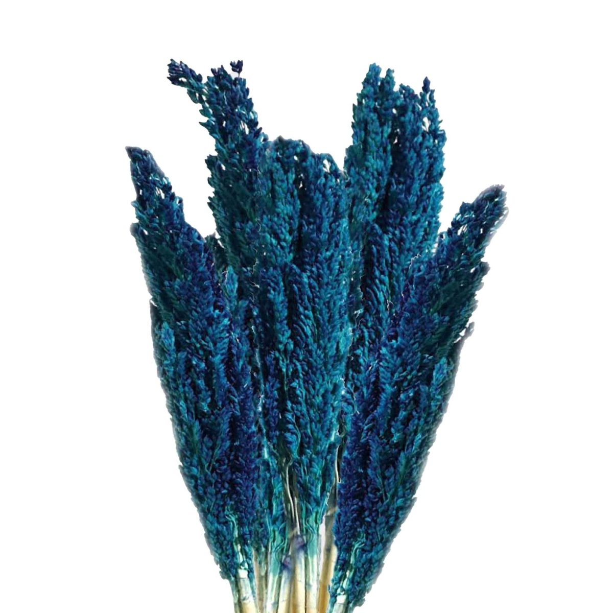 Cantal Grass Bunch - BlueCantal Grass BunchesHeart Notes