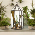 Glass Terrarium - Lantern ShapeGlass TerrariumsHeart Notes