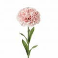 Soap Flower - Medium CarnationReady to Retail Soap FlowersHeart Notes